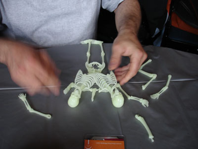 Frank creating a siamese skeleton